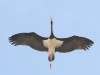 cicogna-nera-giancarlo-silveri-2