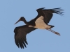 cicogna-nera-giovane-in-volo-foto-m-mendi_