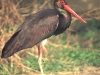 cicogna-nera-mravasini