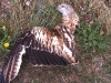nibbio-reale-ucciso-da-pale-eoliche