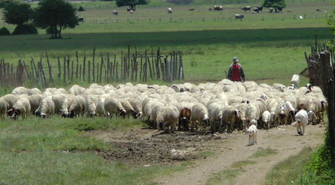 La rivolta delle pecore